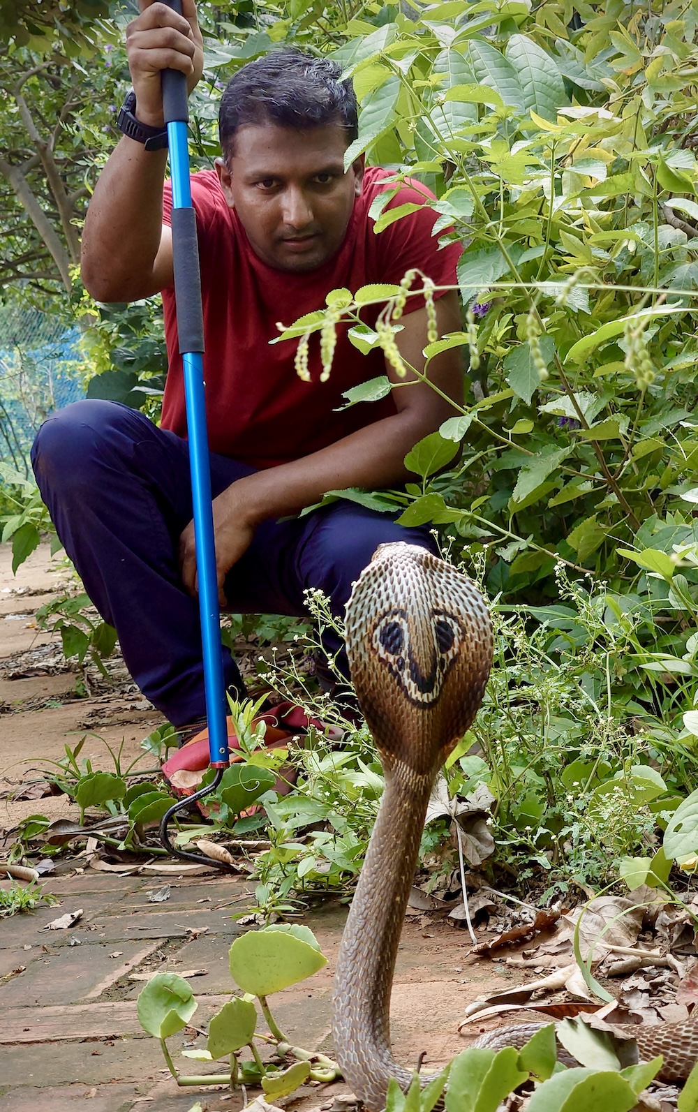 Sandeep Nanu crouching behind a hooded Indian cobra during a rescue in Bangalore